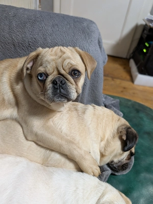 Noch ein süßes Retromops Mädchen 4 Monate alt zu vergeben.