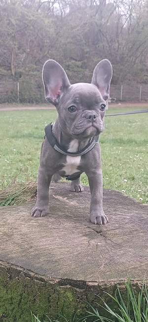 französische Bulldogge welpe Hündin 