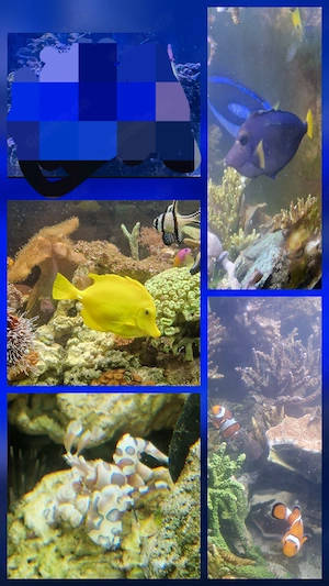 Meerwasser Fische  Besatz