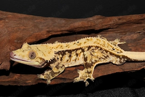 Kronengeckos - Correlophus ciliatus - verschiedene Morphen - Gecko Bild 6