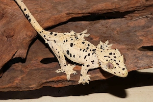 Kronengeckos - Correlophus ciliatus - verschiedene Morphen - Gecko Bild 3