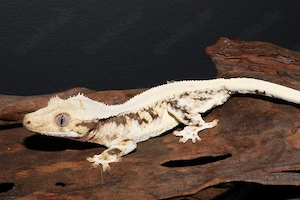 Kronengeckos - Correlophus ciliatus - verschiedene Morphen - Gecko Bild 5