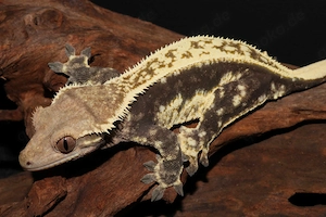 Kronengeckos - Correlophus ciliatus - verschiedene Morphen - Gecko Bild 7
