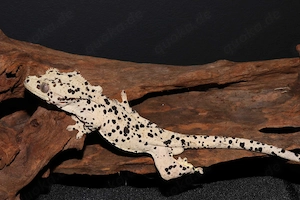 Kronengeckos - Correlophus ciliatus - verschiedene Morphen - Gecko Bild 2