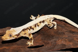 Kronengeckos - Correlophus ciliatus - verschiedene Morphen - Gecko Bild 9