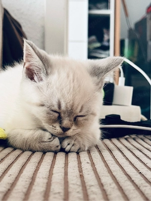 Baby britisch kurzhaar 