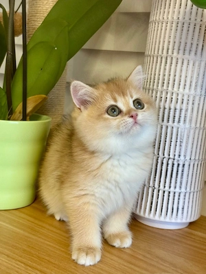 Reinrassige BKH Kitten mit Stammbaum    Abholbereit  Bild 5