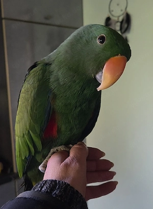 Molukken Edelpapagei Baby von 10 25 zahm 