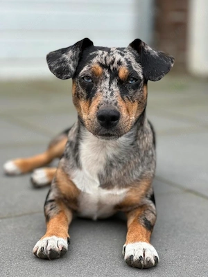 Jack Russell Terrier Welpen, in Sonderlackierung..