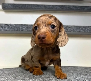 Champoin Dackel Welpen Zwergdackel!!