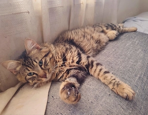 Kätzchen aus dem Tierschutz