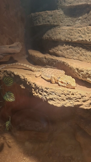 kleine bartagme mit Terrarium 