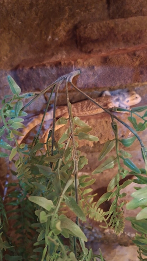 süße  kleine bartagame sucht dringend zuhause