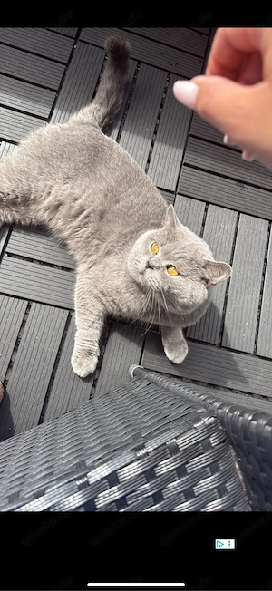 Britisch Kurzhaar Kater mit Stammbaum Bild 2