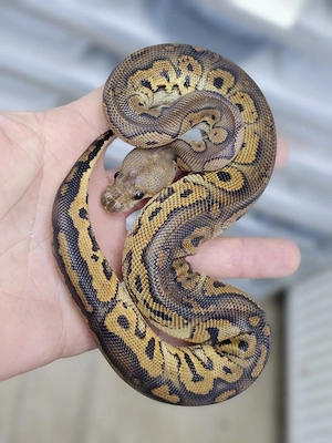 1.0 Black Pastel Yellow Belly Clown Königspython, Python Regius 