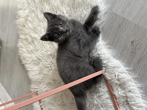 Britisch Kurzhaar Kitten 12 Wochen 