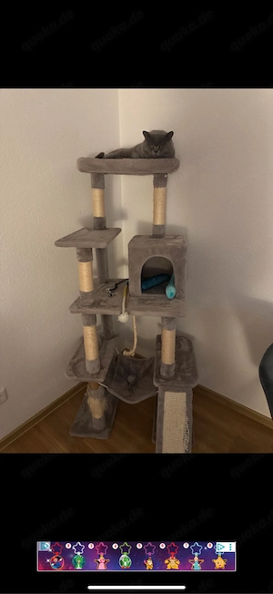 Britisch Kurzhaar Kater mit Stammbaum Bild 4