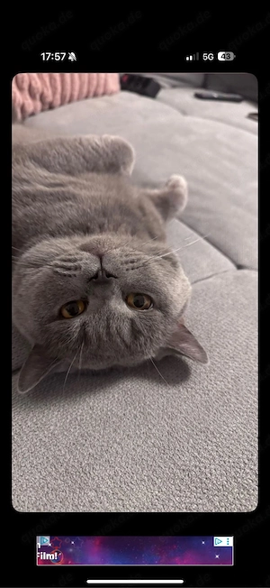 Britisch Kurzhaar Kater mit Stammbaum Bild 8