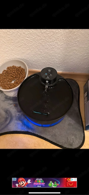 Britisch Kurzhaar Kater mit Stammbaum Bild 5