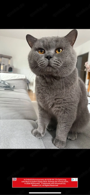 Britisch Kurzhaar Kater mit Stammbaum Bild 7