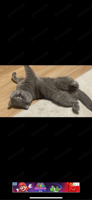 Britisch Kurzhaar Kater mit Stammbaum Bild 6