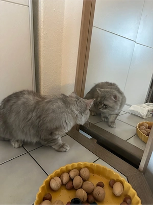 Türkisch Angora Mix kitten  Bild 2