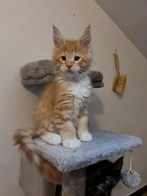 Prächtige reinrassige Maine-Coon-Kätzchen