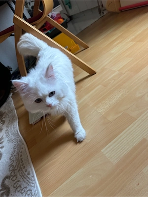 Türkisch Angora Mix kitten  Bild 3