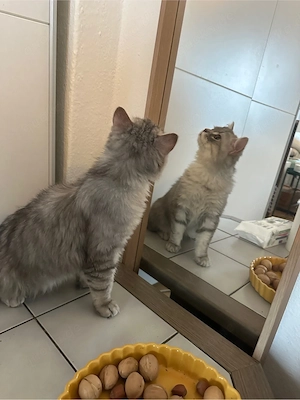 Türkisch Angora Mix kitten  Bild 4