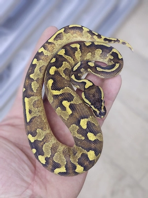 1.0 Enchi Super Asphalt Königspython, Python Regius 