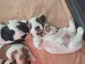 Yorkshire Terrier Welpen  Bild 2