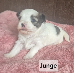 Yorkshire Terrier Welpen  Bild 7