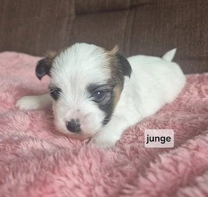 Yorkshire Terrier Welpen  Bild 3