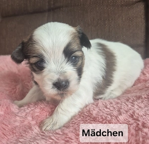 Yorkshire Terrier Welpen  Bild 6