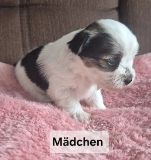 Yorkshire Terrier Welpen  Bild 4