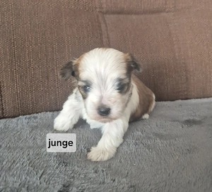 Yorkshire Terrier Welpen  Bild 5