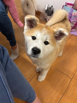 Japan Akita Inu Weibchen