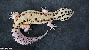 Tangerine Bold Eclipse WY Leopardgecko 2025 Männchen Weibchen