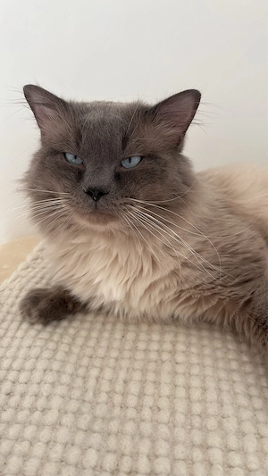 kater zum verkauf Bild 4