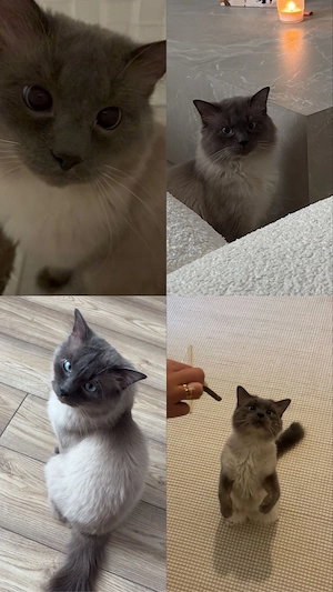 kater zum verkauf Bild 5