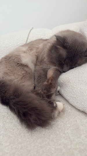 kater zum verkauf Bild 2