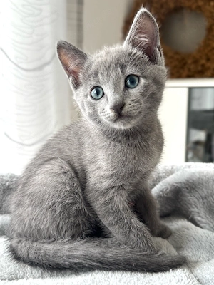 Russisch Blau Kitten mit Stammbaum aus liebevoller Familienaufzucht