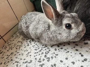 Zwerg Kaninchen Jungs 