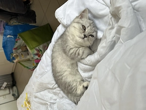 Britisch Kurzhaar Katze   liebevolle Abgabe