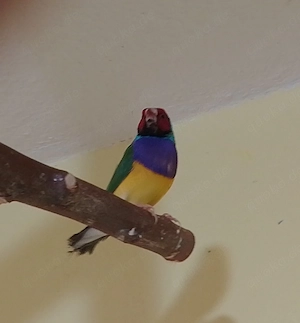 Zwei Gouldamadinen Hähne zu verkaufen.