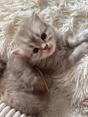    5 traumhafte BKH-Bärchen in Creme suchen ein Herz auf Lebenszeit!   