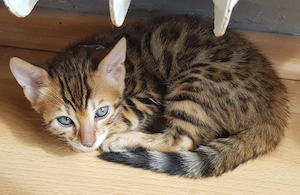 Reinrassiges Bengal Kitten (Mädchen)
