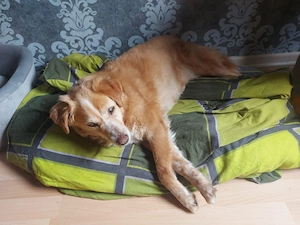 Franki sucht nicht mit den Augen, sondern mit dem Herzen