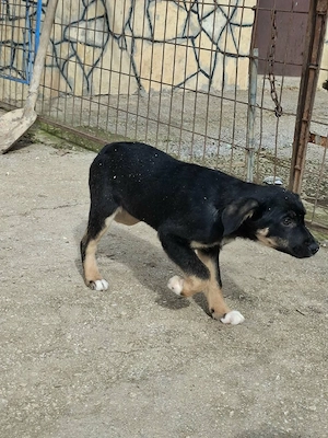 Ronja- Welpenmädchen, Welpe weiblich aus Bosnien braun schwarz