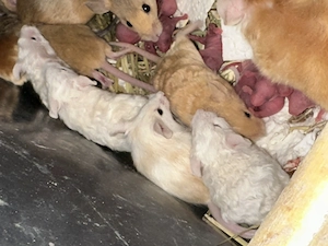 Farbmäuse in jedem Alter